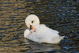 お堀にいた白鳥